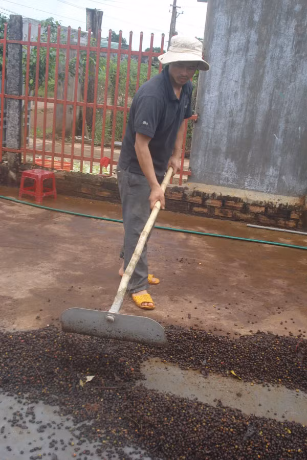 Cà phê không thể phơi được. Ảnh: Nguyễn Diệp