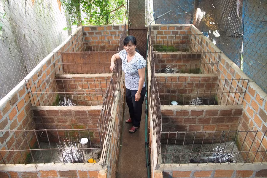 Chuồng nuôi nhím được xây dựng rất đơn giản, tiết kiệm diện tích và chi phí. Ảnh: P.V