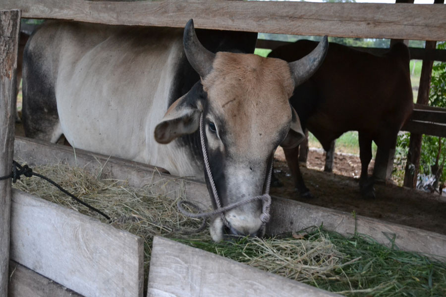 Lai cải tạo đàn bò-một trong những chủ trương lớn của huyện trong việc tập trung nâng cao hiệu quả sản xuất nông nghiệp. Ảnh Lê Hòa Lai cải tạo đàn bò-một trong những chủ trương lớn của huyện trong việc tập trung nâng cao hiệu quả sản xuất nông nghiệp. Ảnh Lê Hòa