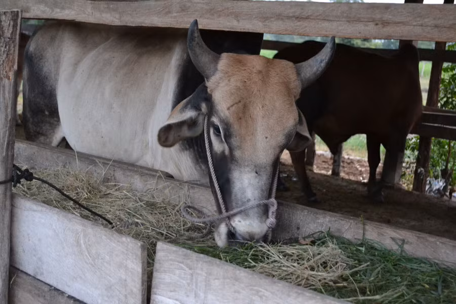 Lai cải tạo đàn bò-một trong những chủ trương lớn của huyện trong việc tập trung nâng cao hiệu quả sản xuất nông nghiệp. Ảnh Lê Hòa Lai cải tạo đàn bò-một trong những chủ trương lớn của huyện trong việc tập trung nâng cao hiệu quả sản xuất nông nghiệp. Ảnh Lê Hòa