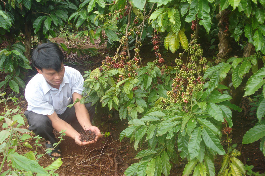 Vườn cà phê rụng quả tại xã Al Bal. Ảnh: Nguyễn Diệp Vườn cà phê rụng quả tại xã Al Bal. Ảnh: Nguyễn Diệp