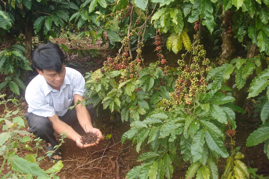 Vườn cà phê rụng quả tại xã Al Bal. Ảnh: Nguyễn Diệp