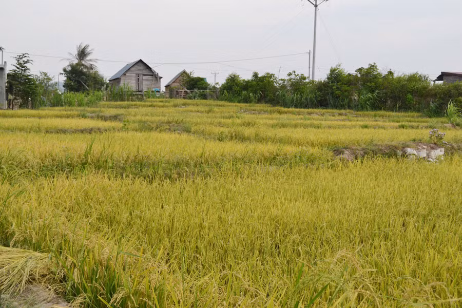 Những cánh đồng lúa trĩu hạt nhờ có công trình hồ thủy lợi Ia Mlah. Ảnh Lê Hòa Những cánh đồng lúa trĩu hạt nhờ có công trình hồ thủy lợi Ia Mlah. Ảnh Lê Hòa