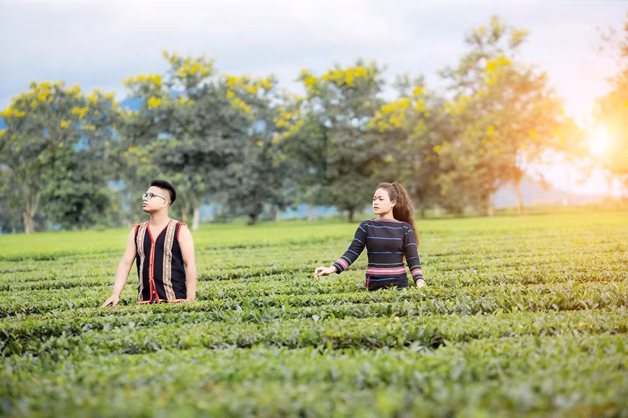  Đồi chè xã Nghĩa Hưng là một trong những cảnh đẹp được chị Kim Như (bìa phải) cùng “ê kíp” của Huyện Đoàn Chư Păh đưa vào video clip dự thi liên hoan. Ảnh: Phan Lài