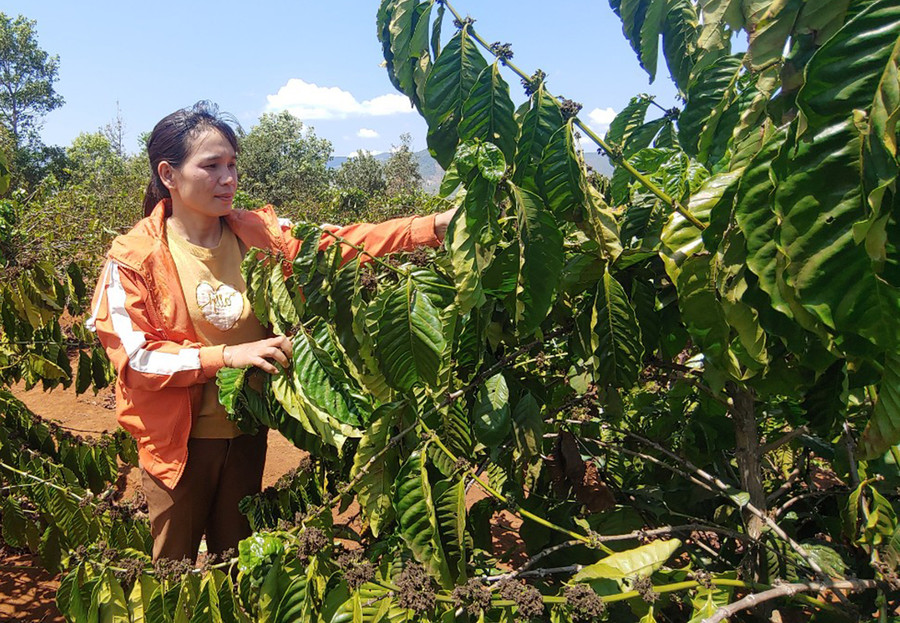Chị Rơ Châm H'Suyên (làng Kép 1, xã Ia Mơ Nông, huyện Chư Păh) chăm sóc vườn cà phê của gia đình. Ảnh: R'Ô HOK  Chị Rơ Châm H'Suyên (làng Kép 1, xã Ia Mơ Nông, huyện Chư Păh) chăm sóc vườn cà phê của gia đình. Ảnh: R'Ô HOK
