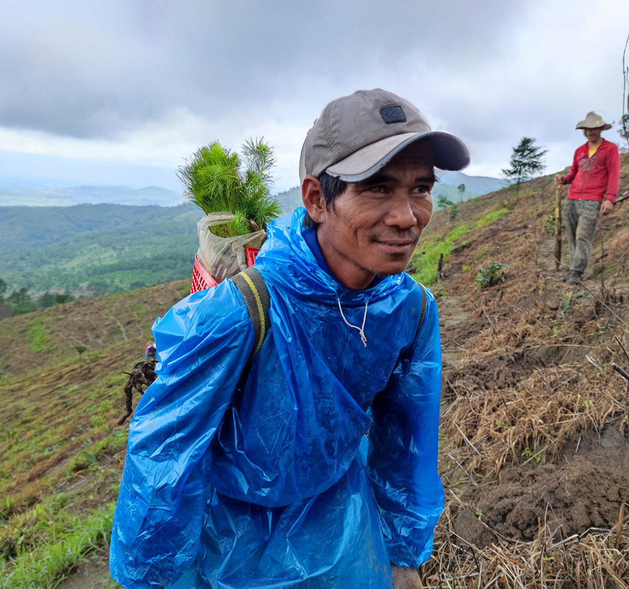 Người dân gùi thông non lên núi Prong (thị trấn Phú Hòa, huyện Chư Păh) để trồng. Ảnh: Hoành Sơn
