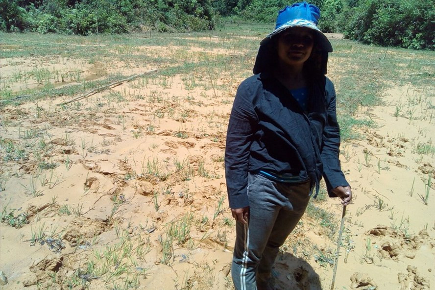 Người dân xã Hiếu buồn lo bên ruộng lúa bị đất cát công trình vùi lấp. Ảnh: T.T