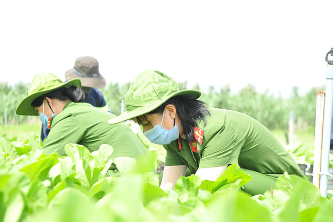 Giữa nắng trưa, hàng chục cán bộ, chiến sĩ vẫn miệt mài hái rau để kịp gửi vào ủng hộ bà con vùng dịch. Giữa nắng trưa, hàng chục cán bộ, chiến sĩ vẫn miệt mài hái rau để kịp gửi vào ủng hộ bà con vùng dịch.