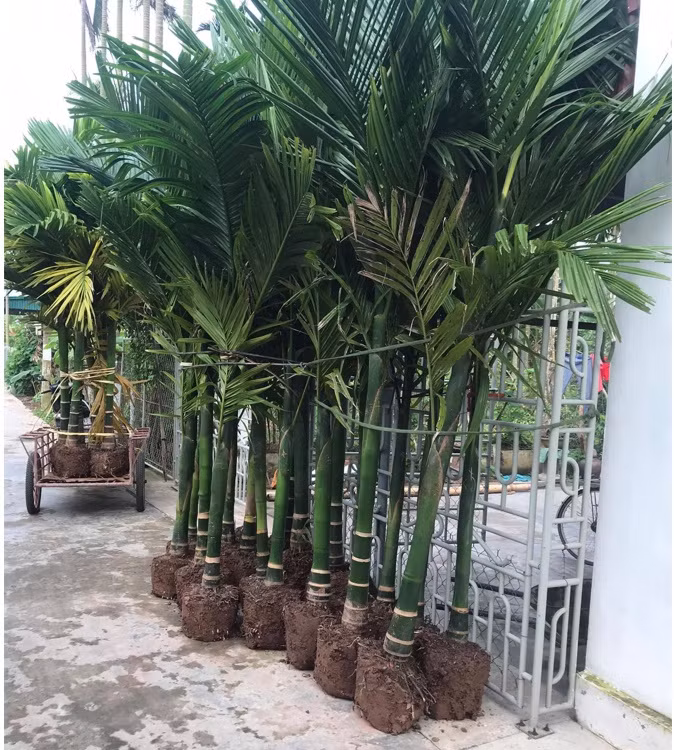  Nhu cầu mở rộng diện tích trồng cau khiến giá cây giống đã tăng gấp 5 lần trong 2 năm qua