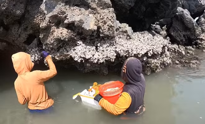 Hàu bám chặt vào các mỏm đá, để lấy được phải dày công đục đẽo.