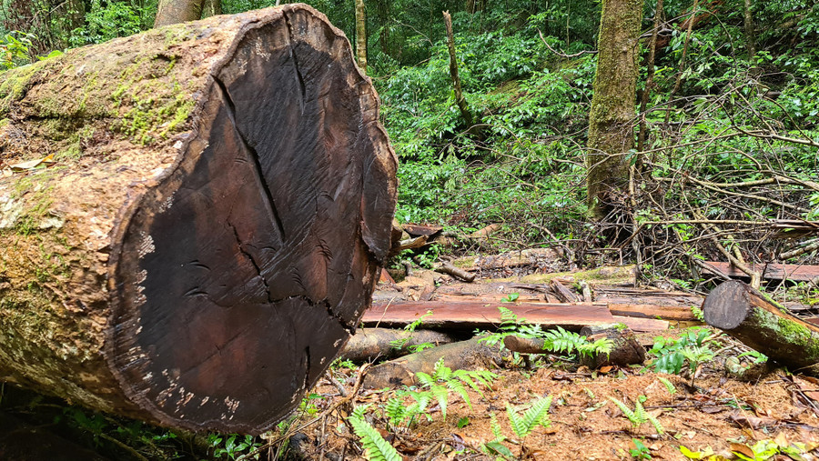 Tại tiểu khu 224 vào chiều 17.8 có nhiều cây rừng bị triệt hạ chưa được đánh số. Ảnh: Lâm Viên