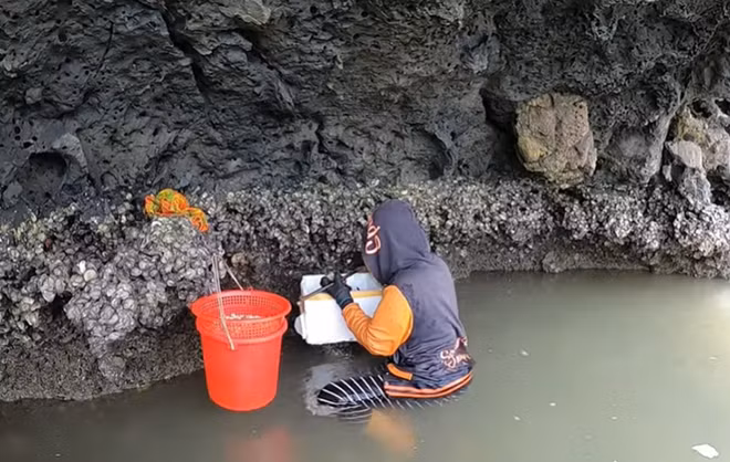 Ngày nào chị Dịu cũng ngâm mình dưới biển vật lộn với đá và hàu.