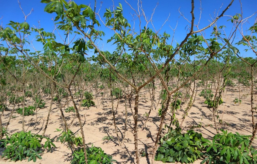 Ảnh minh họa. Nguồn ảnh: Hùng Võ/Vietnam+