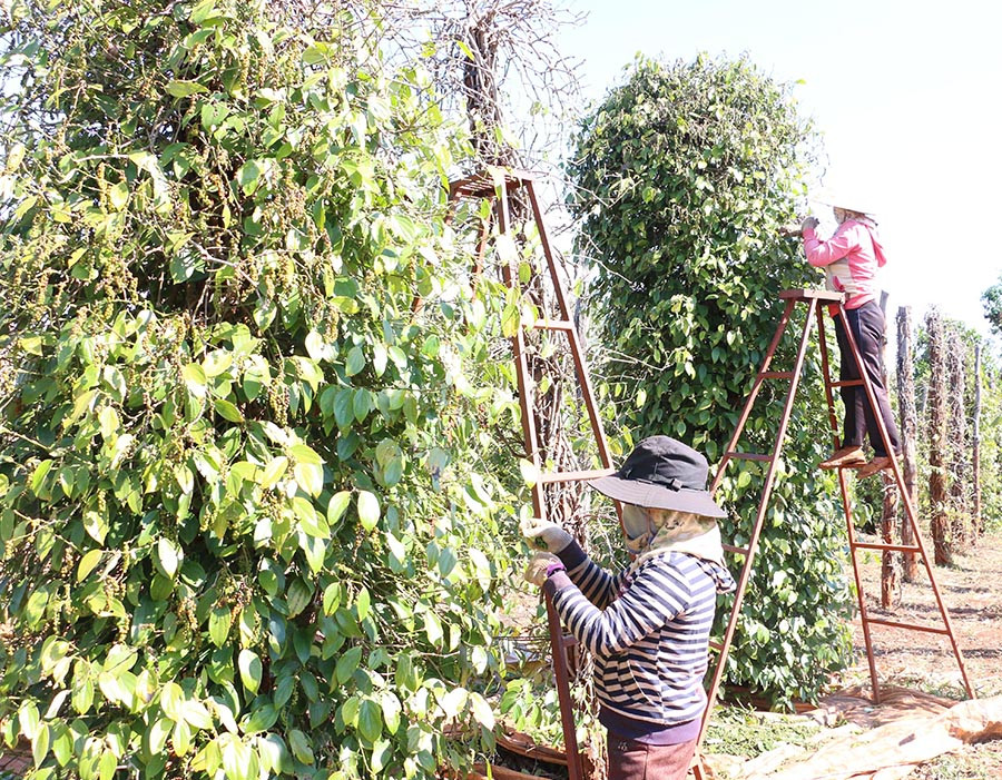 Giá tiêu hôm nay 23/8 tiếp xu hướng tăng nhẹ. Trong ảnh: Nông dân huyện Chư Sê thu hoạch hồ tiêu. Ảnh: Quang Tấn/Báo Gia Lai Giá tiêu hôm nay 23/8 tiếp xu hướng tăng nhẹ. Trong ảnh: Nông dân huyện Chư Sê thu hoạch hồ tiêu. Ảnh: Quang Tấn/Báo Gia Lai