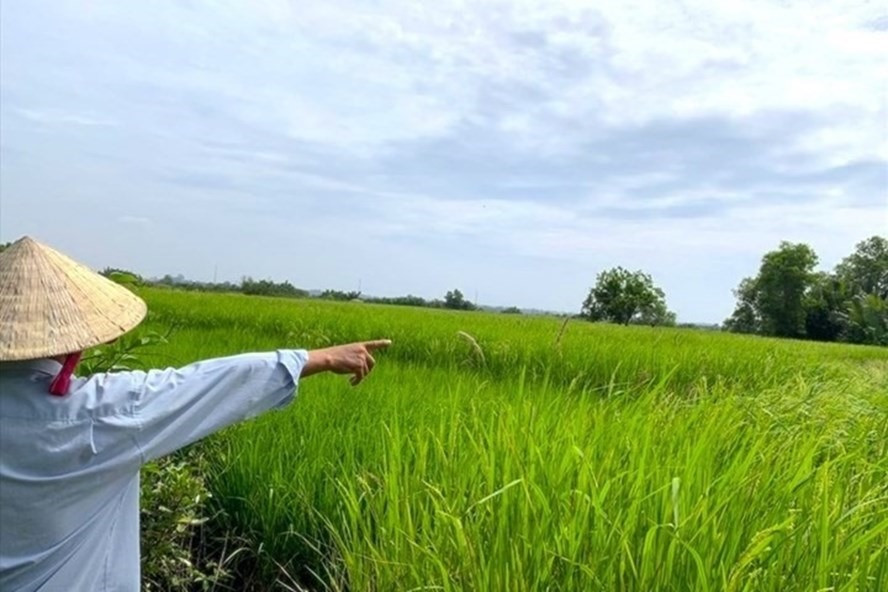 Đối với đất dính quy hoạch treo thì chỉ có thể làm sổ đỏ nếu có công bố hủy bỏ thu hồi đất. Ảnh: LĐO