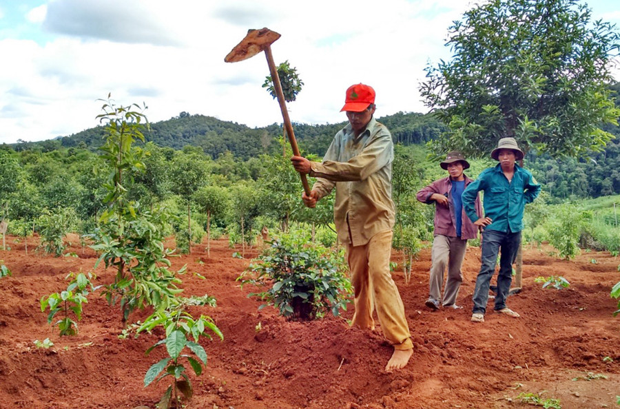Các giống cà phê hỗ trợ người dân tái canh có khả năng sinh trưởng và phát triển tốt, kháng được nhiều sâu bệnh hại và cho năng suất, chất lượng cao (ảnh chụp năm 2020). Ảnh: Quang Tấn  Các giống cà phê hỗ trợ người dân tái canh có khả năng sinh trưởng và phát triển tốt, kháng được nhiều sâu bệnh hại và cho năng suất, chất lượng cao. ảnh chụp trước đợt dịch Covid-19. Ảnh: Quang Tấn