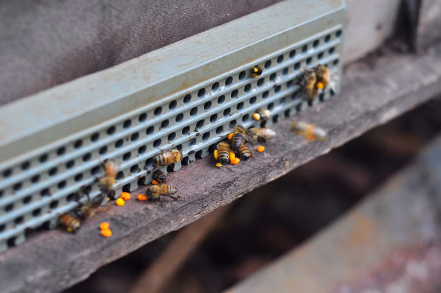 Nuôi ong theo hướng an toàn sinh học sẽ được Trung tâm Khuyến nông tỉnh Lâm Đồng hỗ trợ 80% vốn và hướng dẫn kỹ thuật chăm sóc. Ảnh: Văn Long