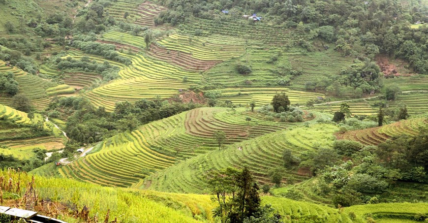 Sắc vàng rực rỡ của những thửa ruộng bậc thang hứa hẹn mang lại cuộc sống no ấm, đủ đầy cho đồng bào các dân tộc nơi biên viễn Tổ quốc. Ảnh: Quốc Khánh/TTXVN Sắc vàng rực rỡ của những thửa ruộng bậc thang hứa hẹn mang lại cuộc sống no ấm, đủ đầy cho đồng bào các dân tộc nơi biên viễn Tổ quốc. (Ảnh: Quốc Khánh/TTXVN)