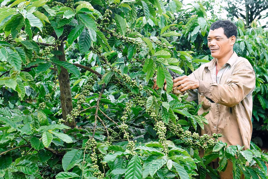 5. Cùng với các chính sách hỗ trợ, UBND xã Ia Băng còn đẩy mạnh tuyên truyền các hộ dân mạnh dạn, năng động đầu tư sản xuất, chuyển đổi cơ cấu cây trồng, vật nuôi.