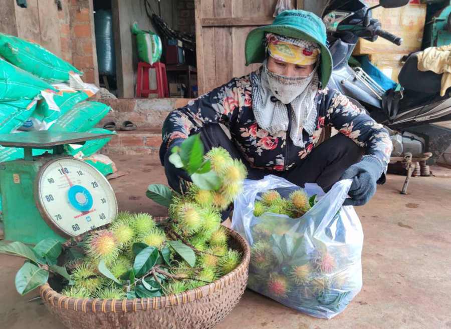 Giá chôm chôm nay năm chỉ còn từ 8-15 ngàn đồng/kg, giảm bằng nửa so với năm 2020. Ảnh: Thiên Di Giá chôm chôm nay năm chỉ còn từ 8-15 ngàn đồng/kg, giảm bằng nửa so với năm ngoái. Ảnh: Thiên Di