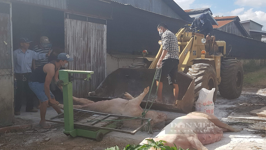 Tính đến ngày 26/7, dịch tả lợn Châu Phi đã khiến 58 con lợn 58 con lợn của 5 hộ dân trong 4 thôn Gia Lành, Phú Hiệp 1, Phú Hiệp 3 và thôn 2 chết. Ảnh: Văn Long Tính đến ngày 26/7, dịch tả lợn Châu Phi đã khiến 58 con lợn 58 con lợn của 5 hộ dân trong 4 thôn Gia Lành, Phú Hiệp 1, Phú Hiệp 3 và thôn 2 chết. Ảnh: Văn Long.