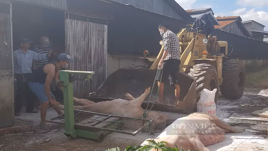  Tính đến ngày 26/7, dịch tả lợn Châu Phi đã khiến 58 con lợn 58 con lợn của 5 hộ dân trong 4 thôn Gia Lành, Phú Hiệp 1, Phú Hiệp 3 và thôn 2 chết. Ảnh: Văn Long.