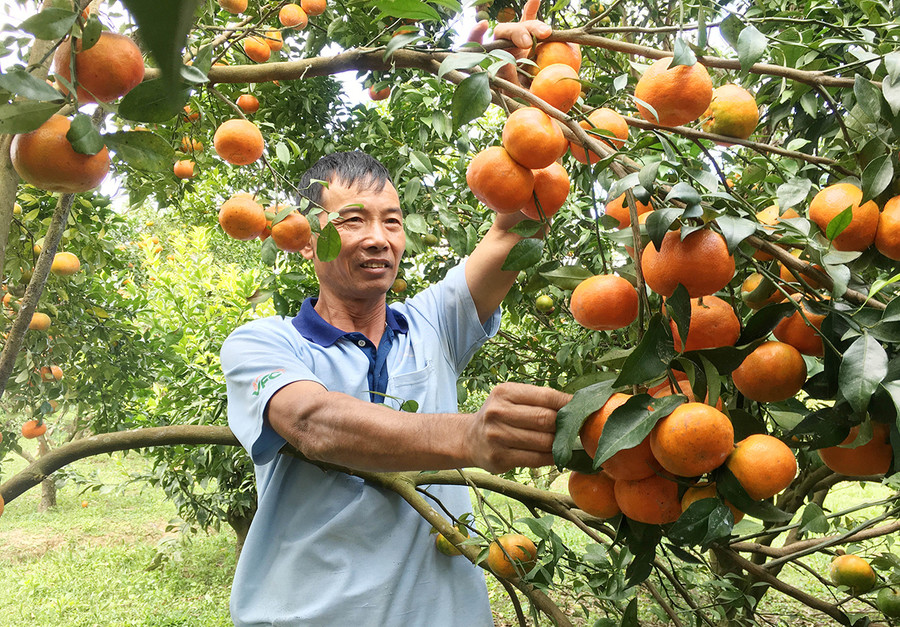 Sản phẩm cam Nam Đô của hộ ông Nguyên Duy Đô ngày càng được nhiều người biết đến nhờ chất lượng luôn đảm bảo. Ảnh: Quang Tấn