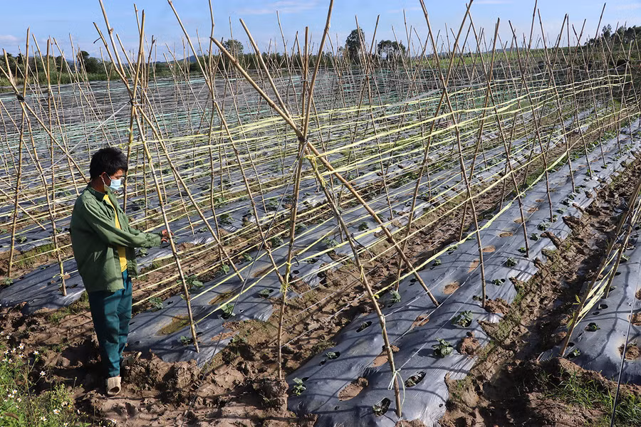 Do nguồn nước không đảm bảo cho sản xuất lúa, gia đình anh Đinh Hiu (làng Jro Dơng, xã Yang Bắc, huyện Đak Pơ) chuyển sang trồng dưa leo. Ảnh: Ngọc Minh