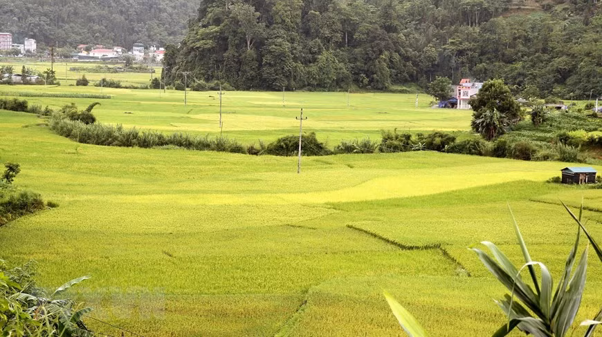 Mùa vàng trên cánh đồng Mường Khương. (Ảnh: Quốc Khánh/TTXVN)