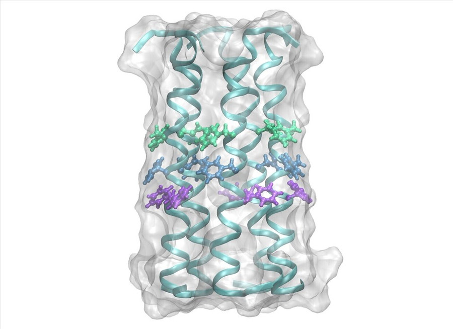 Protein vỏ của coronavirus là một trong hai loại protein mà các nhà khoa học của Đại học Hebrew đang nhắm mục tiêu bằng các loại thuốc mà họ đã thử nghiệm trong phòng thí nghiệm. Ảnh: Đại học Hebrew