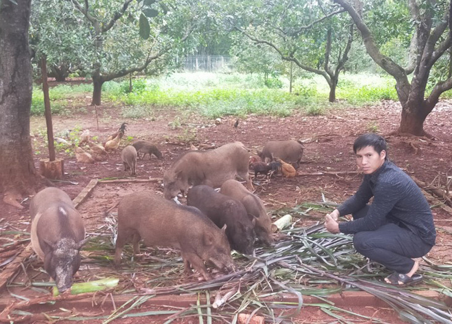  Anh Đinh Hồ Lanh (làng Pnúk, xã Ia Kriêng) bên đàn heo Brong của mình. Ảnh: Nhật Hào