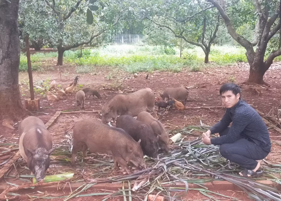  Anh Đinh Hồ Lanh (làng Pnúk, xã Ia Kriêng) bên đàn heo Brong của mình. Ảnh: Nhật Hào