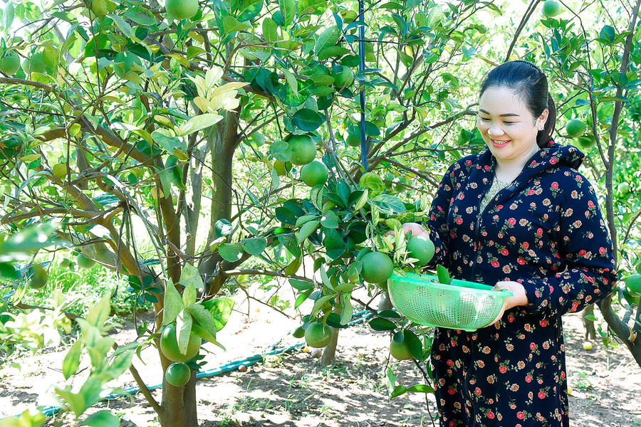 Vườn cây ăn quả 5 sào cho thu nhập ổn định hàng năm gần 80 triệu đồng của gia đình chị Lương Thùy Chi ở Plei Mun Măk, xã Ia Ake. 