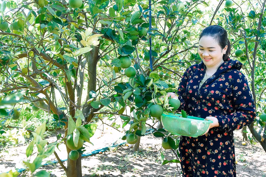 Vườn cây ăn quả 5 sào cho thu nhập ổn định hàng năm gần 80 triệu đồng của gia đình chị Lương Thùy Chi ở Plei Mun Măk, xã Ia Ake. 