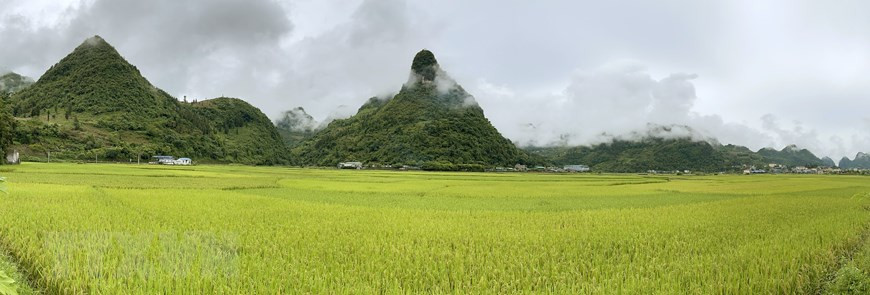 Quyến rũ mùa vàng trên cánh đồng Mường Khương ở Lào Cai ảnh 6 Cánh đồng Mường Khương trải dài một màu vàng óng của lúa chín. (Ảnh: Quốc Khánh/TTXVN)
