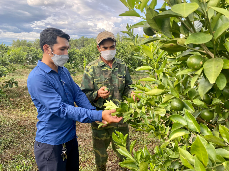Ông Văn Ngọc Bằng (bìa phải, thôn An Điền Nam) chia sẻ kinh nghiệm trồng cây quýt đường với anh Trần Hoàng Quang-Phó Chủ tịch UBND xã Cửu An. Ảnh: Mộc Trà