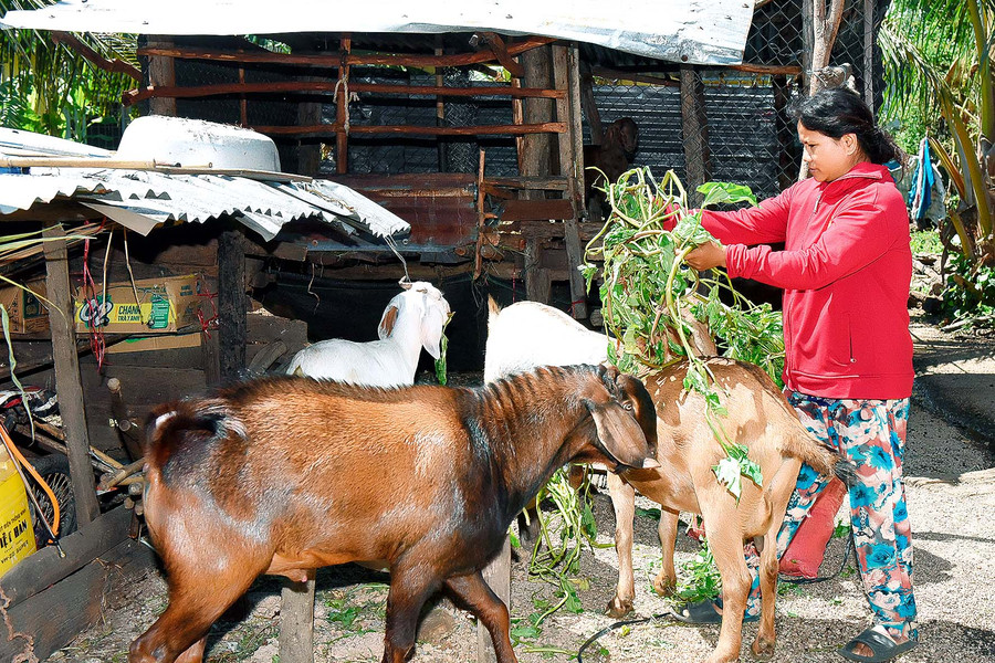 Chị Kpah H’Miên (làng Plei Lok, xã Ia Ake) vay 25 triệu đồng từ Quỹ hỗ trợ nông dân để đầu tư chăm sóc 1 ha mì và nuôi 5 bò, 5 dê. Đến nay, chị đã trả hết nợ và có cuộc sống ổn định với thu nhập mỗi năm trên 50 triệu đồng.