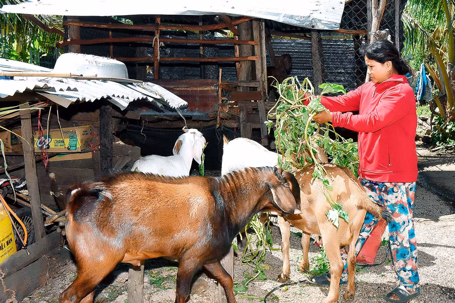 Chị Kpah H’Miên (làng Plei Lok, xã Ia Ake) vay 25 triệu đồng từ Quỹ hỗ trợ nông dân để đầu tư chăm sóc 1 ha mì và nuôi 5 bò, 5 dê. Đến nay, chị đã trả hết nợ và có cuộc sống ổn định với thu nhập mỗi năm trên 50 triệu đồng.