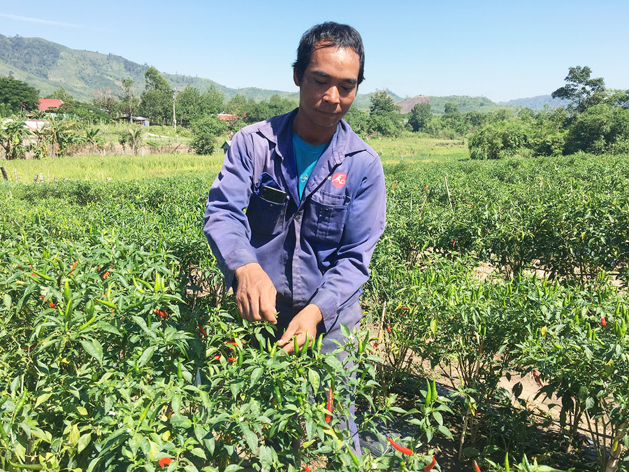  Ông Đinh A Leng thu hoạch ớt nhà mình. Ảnh: R'Ô PRIN