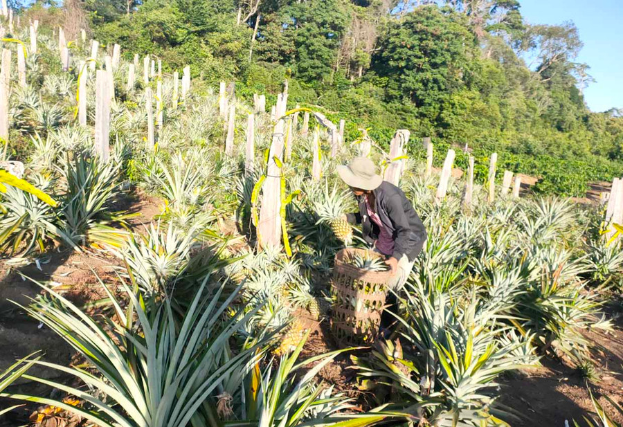 Vùng chuyên canh dứa của người dân làng Kon Lốc 1. Ảnh: Lê Anh Vùng chuyên canh dứa của người dân làng Kon Lốc 1. Ảnh: Lê Anh