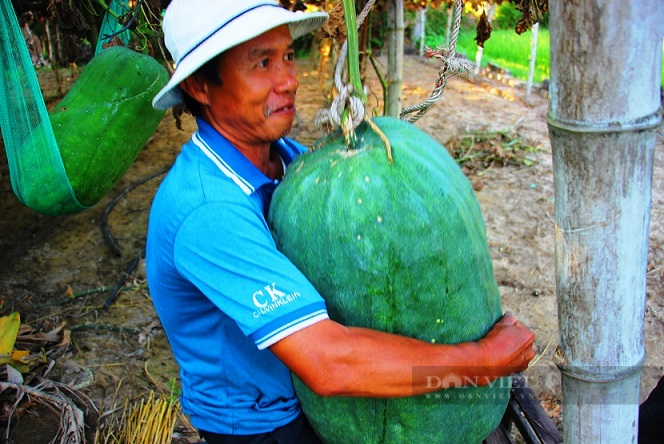 Bí đao khổng lồ ở làng Chánh Trạch, xã Mỹ Thọ. Ảnh: TB.
