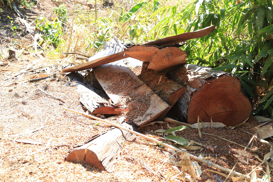 Từ năm 2015-2019 tài nguyên rừng thuộc lâm phần do Công ty Lâm nghiệp Ea Kar bị thiệt hại theo hồ sơ vụ án là hơn 29,4 tỷ đồng. Ảnh: Ngọc Giàu