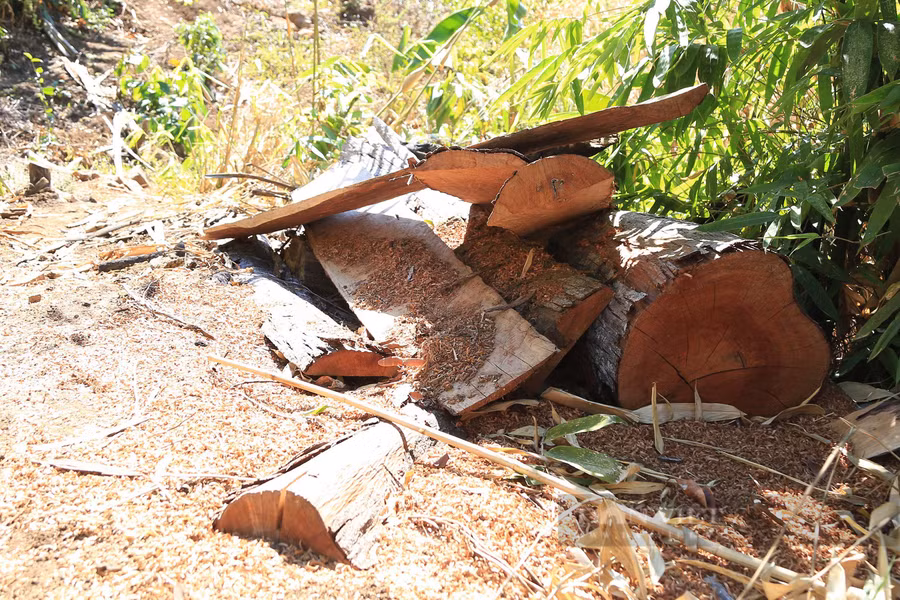 Từ năm 2015-2019 tài nguyên rừng thuộc lâm phần do Công ty Lâm nghiệp Ea Kar bị thiệt hại theo hồ sơ vụ án là hơn 29,4 tỷ đồng. Ảnh: Ngọc Giàu