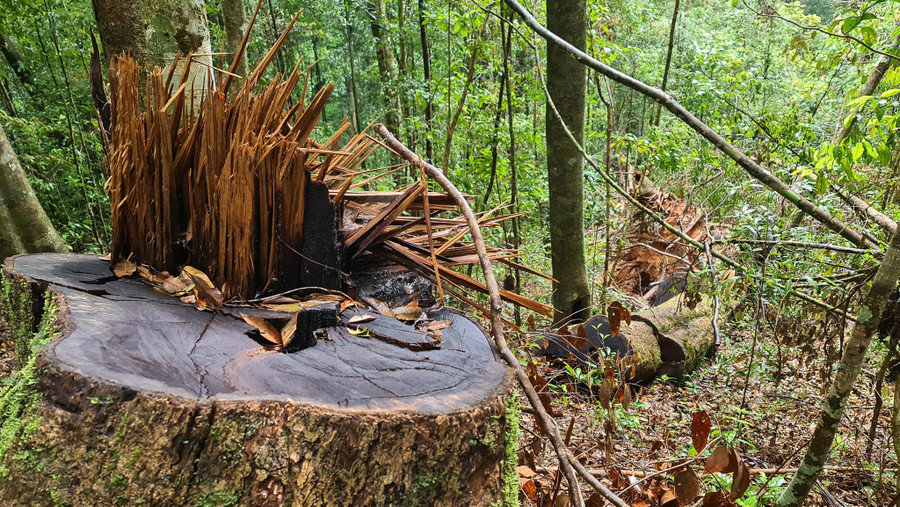 Cây rừng bị triệt hạ trái pháp luật tại khoảnh 3, tiểu khu 224 vào chiếu tối 17.8 chưa được kiểm kê đánh số. Ảnh: Lâm Viên