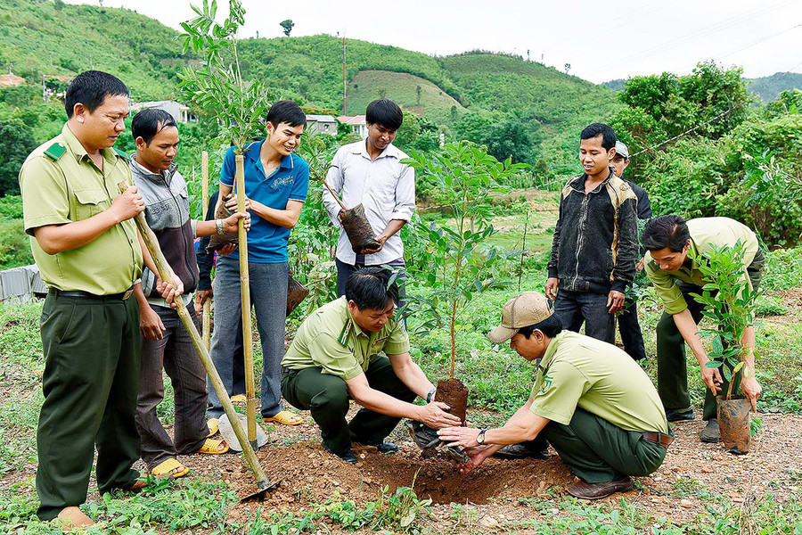 Toàn tỉnh Gia Lai đã trồng hơn 2.256 ha rừng, đạt 28,2% so với kế hoạch đề ra. Ảnh: Đức Thụy Toàn tỉnh đã trồng hơn 2.256 ha rừng, đạt 28,2% so với kế hoạch đề ra. Ảnh: Đức Thụy