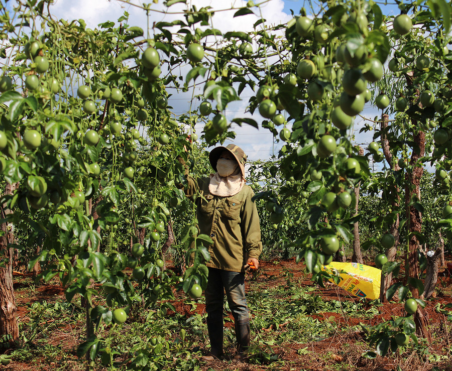  Nông dân huyện Mang Yang thu hoạch chanh dây. Ảnh: Nguyễn Diệp