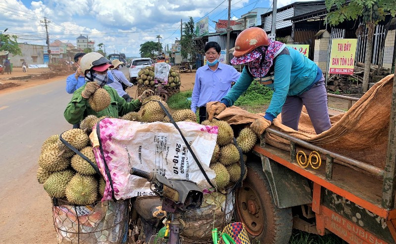  Trên các tuyến đường, dễ bắt gặp các thương lái đi thu gom sầu riêng trong nhân dân rồi chở đến bán cho các vựa thu mua sầu riêng vận chuyển đi tiêu thụ trong cả nước.