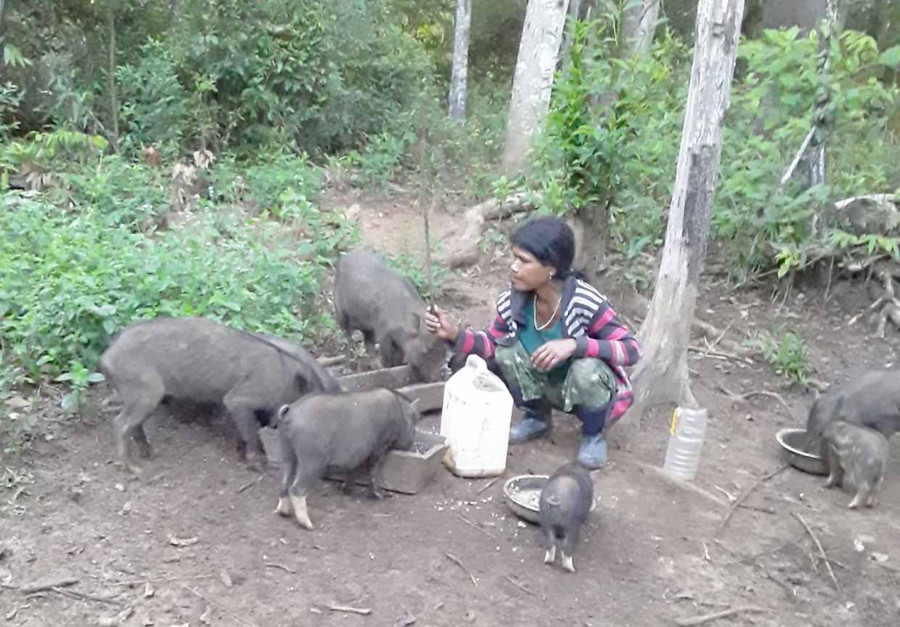 Người dân làng Kon Lốc 1 chăm sóc đàn heo đen. Ảnh: Lê Anh Mô hình nuôi heo đen tập trung của người dân làng Kon Lốc 1. Ảnh: Lê Anh