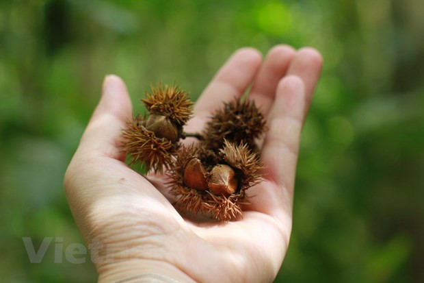 Món quà từ thiên nhiên. Ảnh minh họa: CTV/Vietnam+