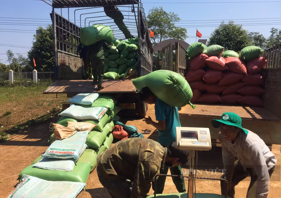 Những năm qua nhiều nông dân đã có thêm thu nhập nhờ việc liên kết sản xuất. (Trong ảnh: Nông dân xã Ea Tân, huyện Krông Năng, Đắk Lắk đang bán cà phê cho công ty liên kết). Ảnh: Duy Hậu.